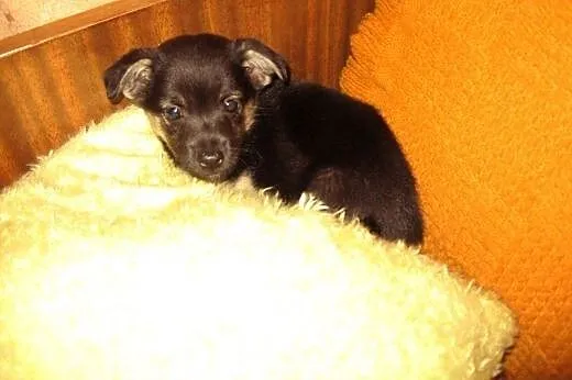 Mix pinczerka 2 miesieczny,adopcja!!,  świętokrzys