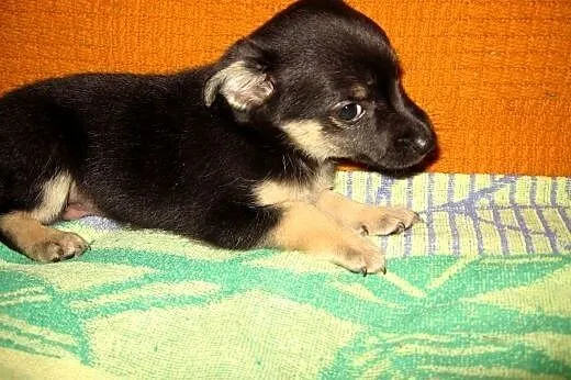 Mix pinczerka 2 miesieczny,adopcja!!,  świętokrzys