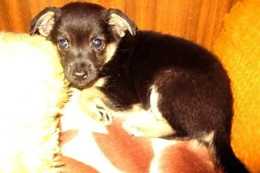 Mix pinczerka 2 miesieczny,adopcja!!,  świętokrzys