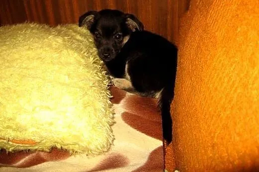 Mix pinczerka 2 miesieczny,adopcja!!,  świętokrzys