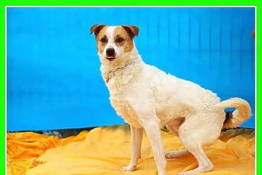 PTYŚ-średni 10kg,wesoły,przyjazny,łagodny piesek,c