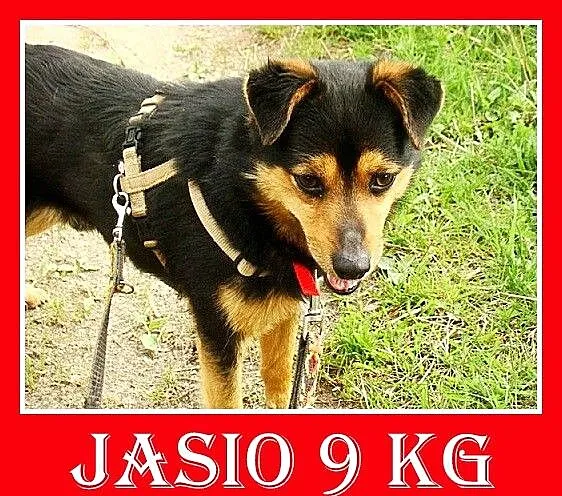 Mały 9 kg piesek JASIO, miły, radosny,przytulaśny,