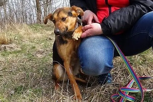 Fela - fajna, młodziutka sunia, mini owczarek,  Ku