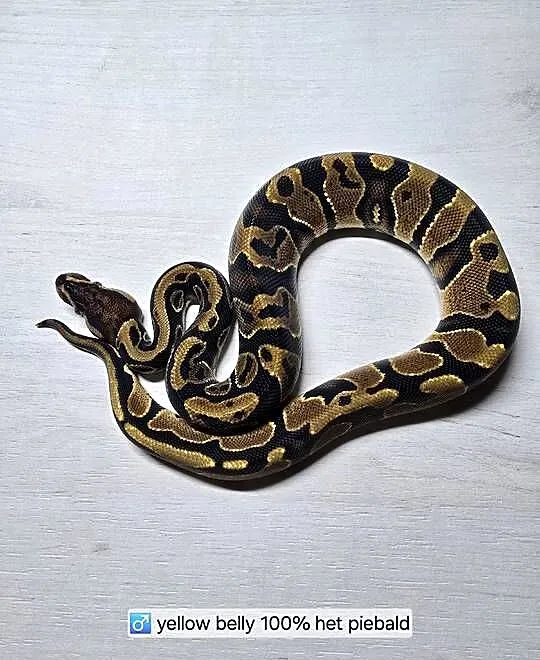 Wąż pyton królewski python regius samiec, Dolnośląskie, Wrocław