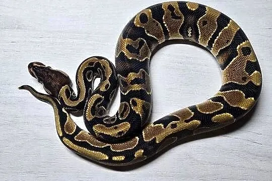 Wąż pyton królewski python regius samiec, Dolnośląskie, Wrocław