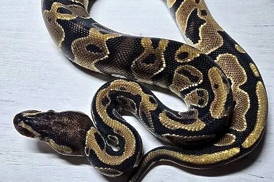 Wąż pyton królewski python regius samiec, Dolnośląskie, Wrocław