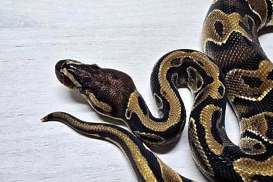 Wąż pyton królewski python regius samiec, Dolnośląskie, Wrocław
