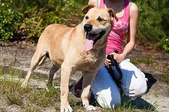 ALEX – psiak po przejściach szuka kochającego domu