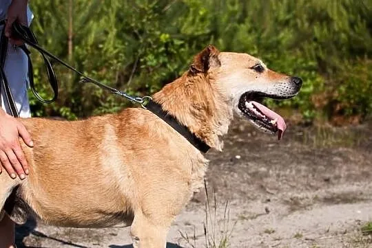 ALEX – psiak po przejściach szuka kochającego domu