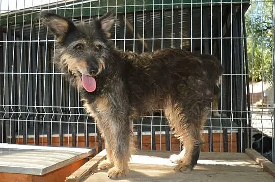 Pola, kochana, przyjazna sunia szuka kogoś, kto od