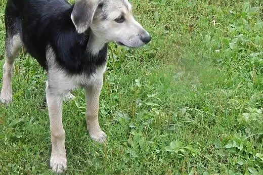 Adoptuj Pirata psie dziecię a pokocha Cię bezgrani