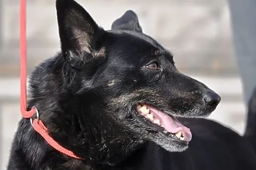 Kala kochana, łagodna, przyjacielska suczka ADOPCJ