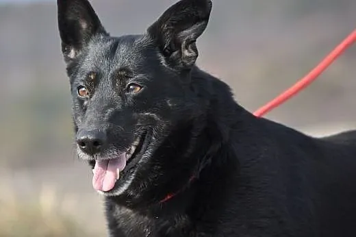 Kala kochana, łagodna, przyjacielska suczka ADOPCJ