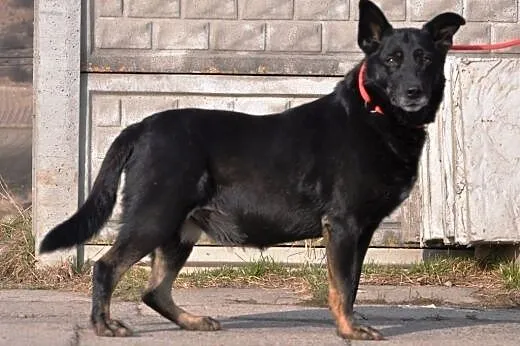 Kala kochana, łagodna, przyjacielska suczka ADOPCJ