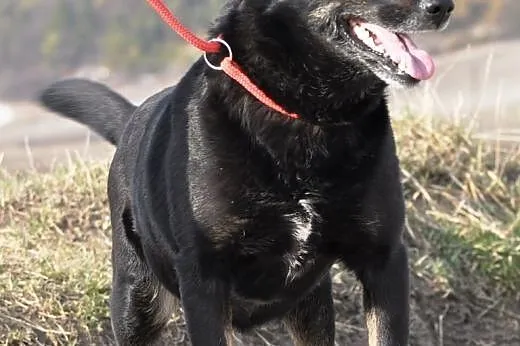 Kala kochana, łagodna, przyjacielska suczka ADOPCJ