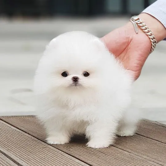 Czysto białe szczenię pomeraniana gotowe na sprzedaż