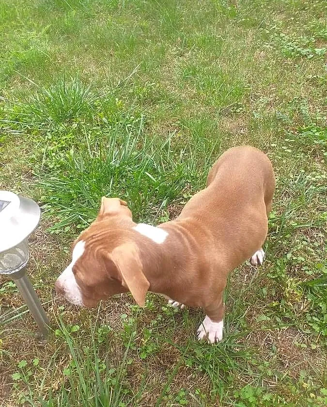 American Pit Bull Terier red nose, Mazowieckie, Radzymin