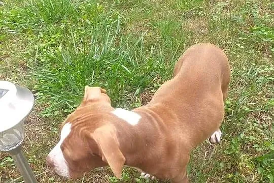 American Pit Bull Terier red nose, Mazowieckie, Radzymin