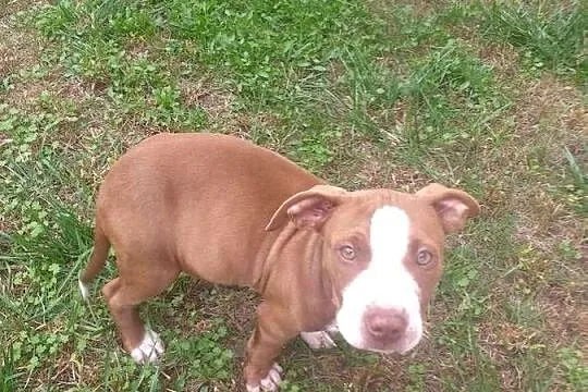 American Pit Bull Terier red nose, Mazowieckie, Radzymin