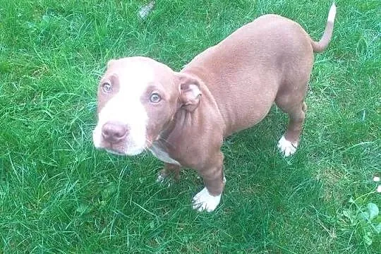 American Pit Bull Terier red nose, Mazowieckie, Radzymin
