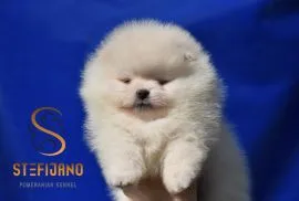 Pomeranian BOO Piękne zarejestrowane szczenięta na sprzedaż