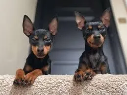 Dwa urocze i przystojne szczenięta rasy toy terrier na sprzedaż., Wielkopolskie, Piła