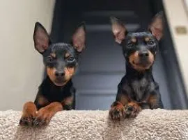Dwa urocze i przystojne szczenięta rasy toy terrier na sprzedaż.