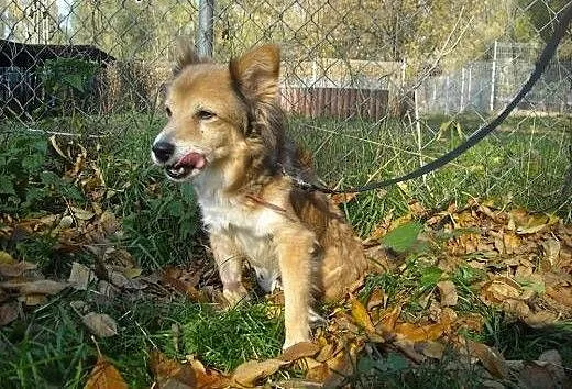 RYSIA maleńka suczka do adopcji , mazowieckie War