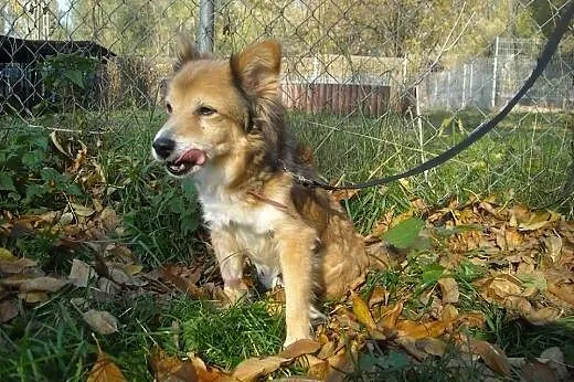 RYSIA maleńka suczka do adopcji , mazowieckie Warszawa