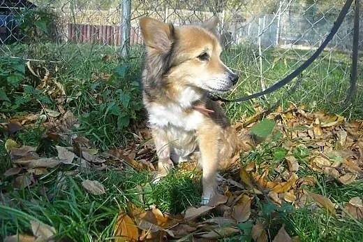 RYSIA maleńka suczka do adopcji ,  mazowieckie War