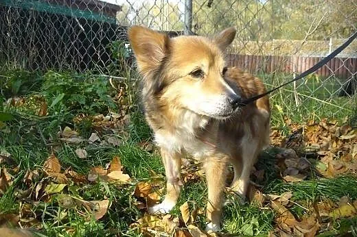 RYSIA maleńka suczka do adopcji ,  mazowieckie War