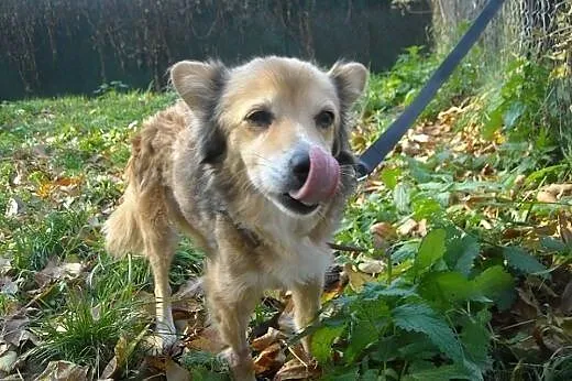 RYSIA maleńka suczka do adopcji ,  mazowieckie War