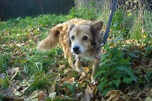 RYSIA maleńka suczka do adopcji ,  mazowieckie War