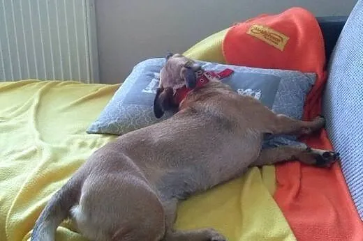 MIkla i Krawatka szukająkochającego domu!!!,  doln