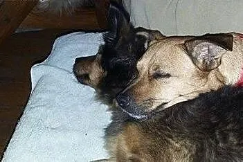 MIkla i Krawatka szukająkochającego domu!!!,  doln
