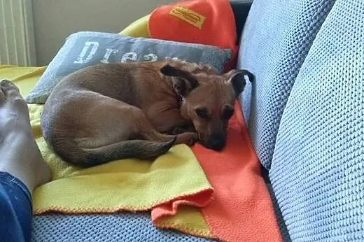 MIkla i Krawatka szukająkochającego domu!!!,  doln