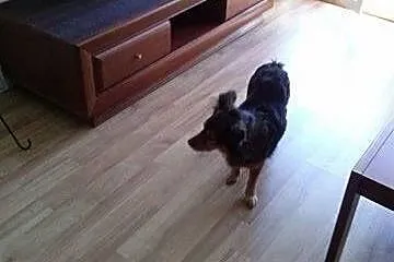 MIkla i Krawatka szukająkochającego domu!!!,  doln