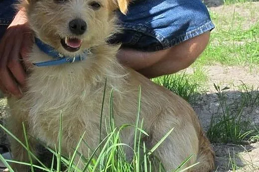 Mały Farcik do adopcji,  mazowieckie Warszawa
