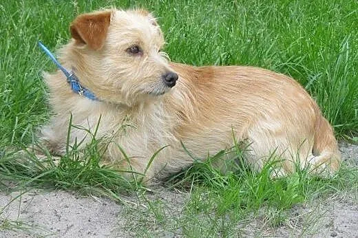 Mały Farcik do adopcji,  mazowieckie Warszawa