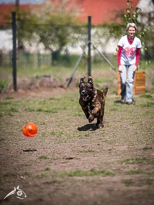 Londi, skoczna, wesoła sunia poleca sie do adopcji