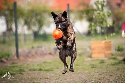 Londi, skoczna, wesoła sunia poleca sie do adopcji