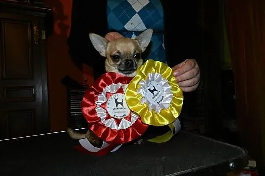 Reproduktor Chihuahua krótkowłosy