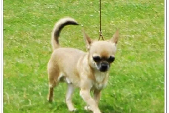 Reproduktor Chihuahua krótkowłosy