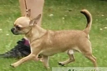 Reproduktor Chihuahua krótkowłosy