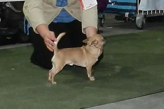 Reproduktor Chihuahua krótkowłosy
