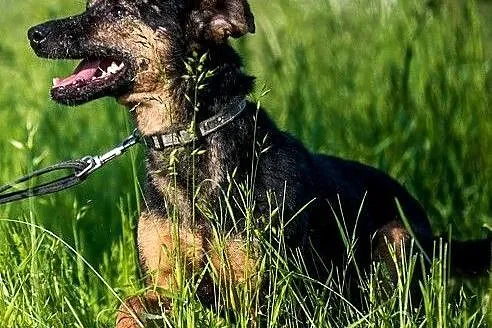 Kruki- przekochany piesek, chętnie jako drugi ,  lubelskie Lublin