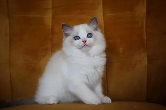 Kocurek Wedel Ragdoll z hodowli Castillo Cat