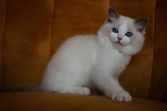 Kocurek Wedel Ragdoll z hodowli Castillo Cat, Lubuskie, Gorzów Wielkopolski