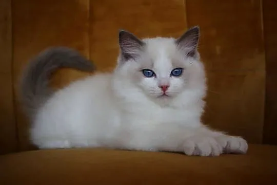 Kocurek Wedel Ragdoll z hodowli Castillo Cat, Lubuskie, Gorzów Wielkopolski