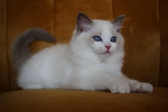 Kocurek Wedel Ragdoll z hodowli Castillo Cat, Lubuskie, Gorzów Wielkopolski